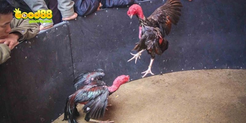 Đá gà cựa dao hiện nay được rất nhiều sư kê yêu thích