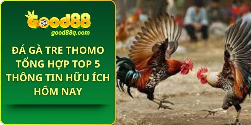 Đá Gà Tre Thomo Tổng Hợp top 5 thông tin hữu ích hôm nay