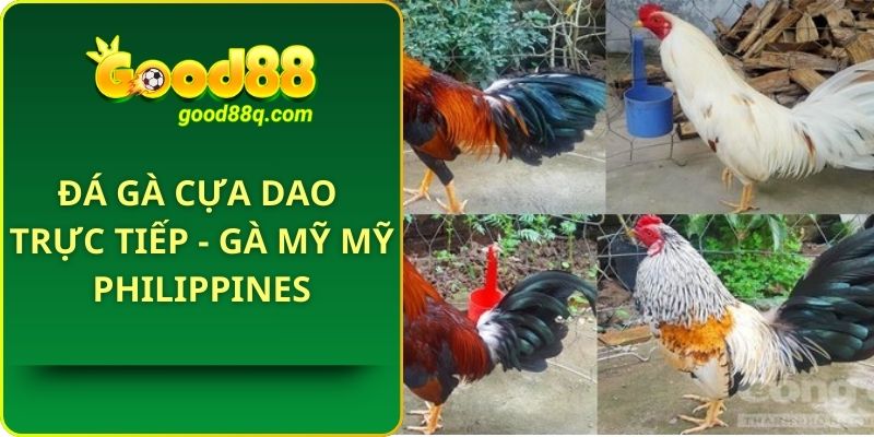 Đá Gà Cựa Dao Trực Tiếp - Gà Mỹ Mỹ Philippines