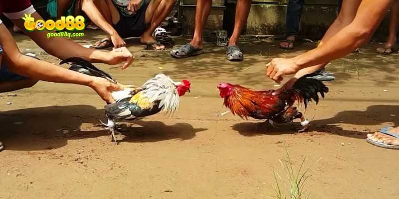 Đá gà tre thomo là trò chơi vô cùng thú vị