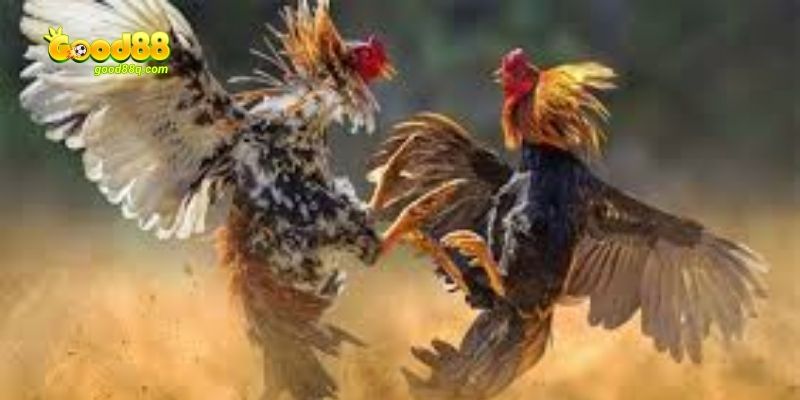 Đặt cược nhanh, nhận thưởng lớn với các kèo đơn giản