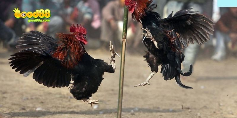 Đôi nét về đá gà cựa dao