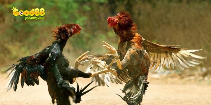 Không khó để theo dõi các trận đấu hay tại đây
