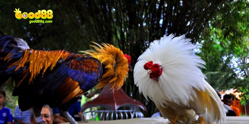 Tìm hiểu ban đầu về sự kiện thi đấu lớn đá gà chọi C1 Thomo