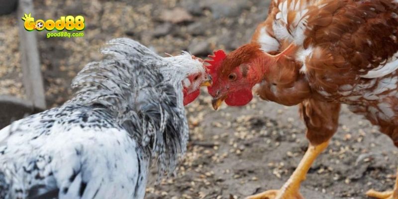 Vô vàn lợi ích khi tham gia chọi gà cựa dao