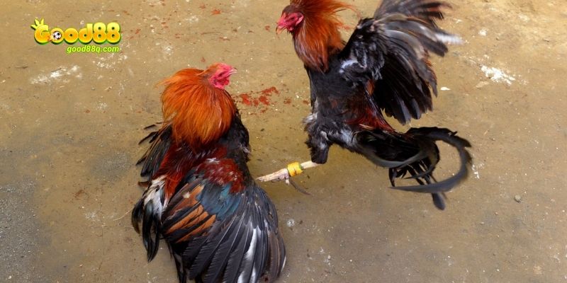 kinh nghiệm được chia sẻ từ các cao thủ lâu năm